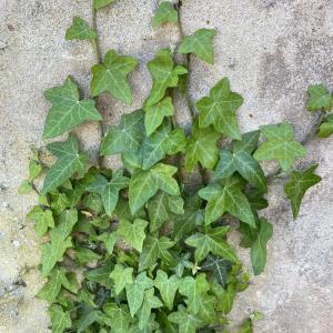Photographie n°3195035 du taxon Hedera hibernica (Kirchn.) Bean [1914]