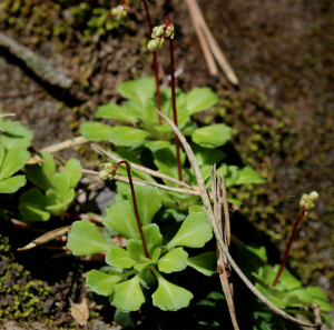JeanLoupBenoit, le 30 avril 2025 (Lucéram)