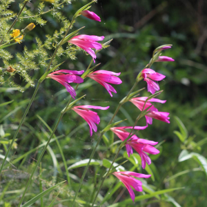 Photographie n°3196396 du taxon Gladiolus italicus Mill.