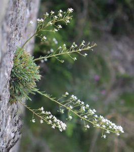JeanLoupBenoit, le 30 avril 2025 (Moulinet)