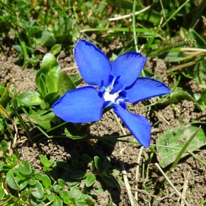 Photographie n°3196460 du taxon Gentiana verna L. [1753]