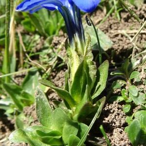 Photographie n°3196461 du taxon Gentiana verna L. [1753]