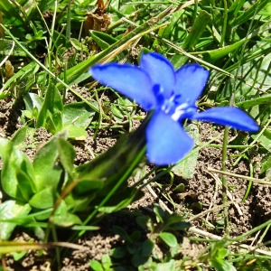 Photographie n°3196462 du taxon Gentiana verna L. [1753]