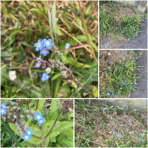 Photographie n°3199940 du taxon Myosotis arvensis Hill