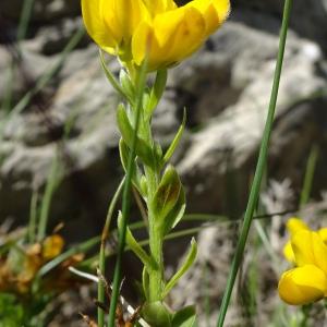 Photographie n°3201583 du taxon Genista hispanica L. [1753]