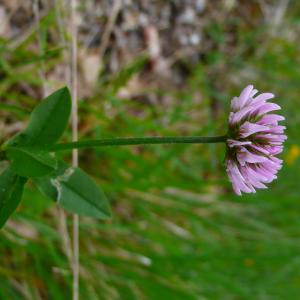 Photographie n°3203094 du taxon Trifolium montanum subsp. gayanum (Godr.) O.Bolòs & Vigo [1974]