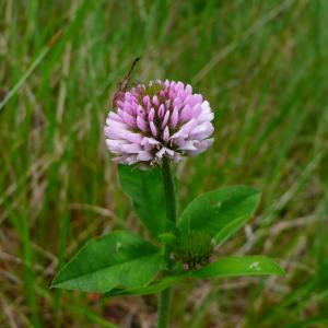 Photographie n°3203098 du taxon Trifolium montanum subsp. gayanum (Godr.) O.Bolòs & Vigo [1974]