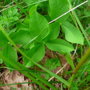 Photographie n°3203100 du taxon Trifolium montanum subsp. gayanum (Godr.) O.Bolòs & Vigo [1974]
