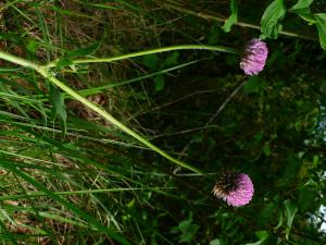 lorichin, le 10 mai 2025 (Belloc (Liffart))