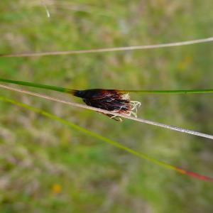 Photographie n°3203108 du taxon Schoenus nigricans L. [1753]