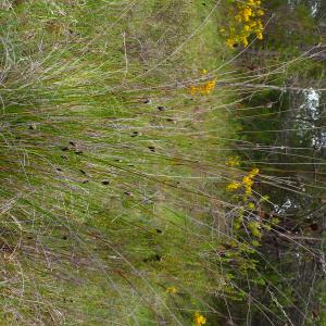 Photographie n°3203109 du taxon Schoenus nigricans L. [1753]