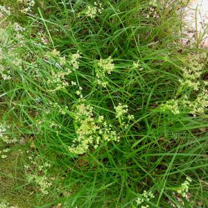  - Luzula luzuloides (Lam.) Dandy & Wilmott [1938]