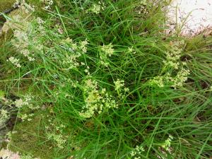Jean-Claude Lincker, le 11 mai 2025 (Ranguevaux)