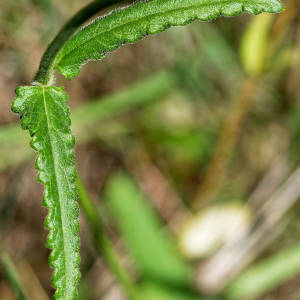 Betonica officinalis