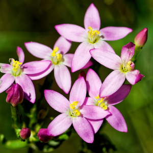 Centaurium erythraea