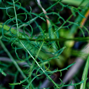 Cephalaria leucantha