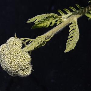 Photographie n°3206900 du taxon Tanacetum vulgare L. [1753]