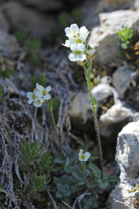 JeanLoupBenoit, le 17 mai 2025 (Bourg-Saint-Maurice)