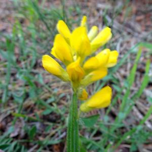 Photographie n°3207306 du taxon Genista sagittalis L. [1753]