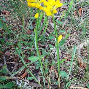 Photographie n°3207307 du taxon Genista sagittalis L. [1753]