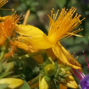 Photographie n°3209272 du taxon Hypericum perforatum L.