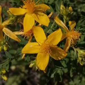 Photographie n°3209273 du taxon Hypericum perforatum L.