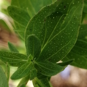 Photographie n°3209274 du taxon Hypericum perforatum L.