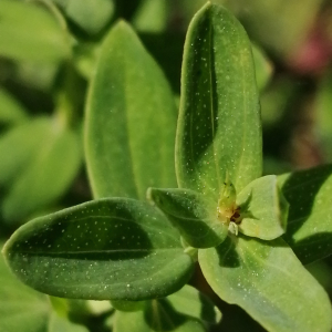 Photographie n°3209275 du taxon Hypericum perforatum L.