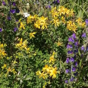 Photographie n°3209276 du taxon Hypericum perforatum L.