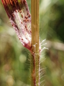 Patrick Ressayre, le 17 mai 2025 (Vaulx-en-Velin)
