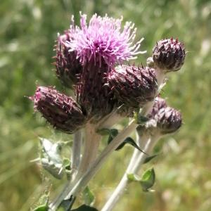 Photographie n°3213578 du taxon Cirsium arvense (L.) Scop.