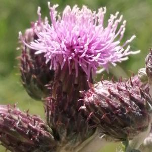Photographie n°3213579 du taxon Cirsium arvense (L.) Scop.