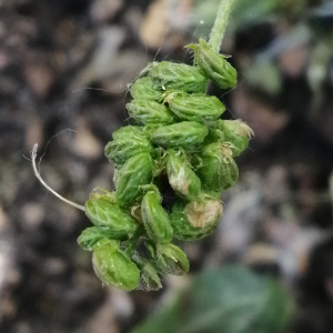 Photographie n°3214463 du taxon Medicago lupulina L.
