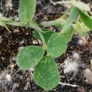 Photographie n°3214465 du taxon Medicago lupulina L.