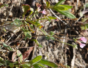 sugar33, le 19 avril 2025 (Cestas)