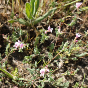  - Ornithopus sativus Brot. [1804]