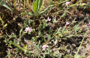 sugar33, le 19 avril 2025 (Cestas)