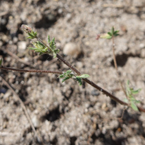  - Ornithopus sativus Brot. [1804]