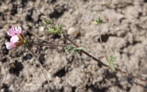 sugar33, le 19 avril 2025 (Cestas)