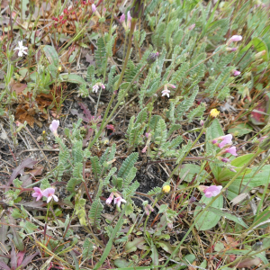  - Ornithopus sativus Brot. [1804]