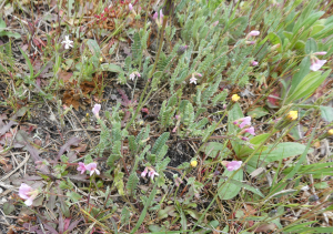 sugar33, le 19 avril 2025 (Cestas)