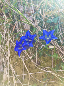 GeP -, le 23 avril 2025 (Lourde (Serruille))