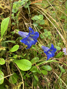 GeP -, le 23 avril 2025 (Lourde (Serruille))