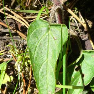 Photographie n°3219669 du taxon Prunella grandiflora (L.) Schöller [1775]