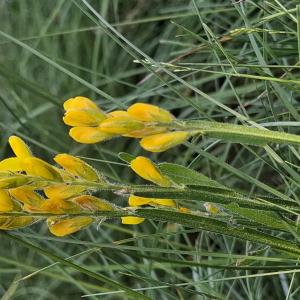 Photographie n°3227076 du taxon Genista sagittalis L. [1753]