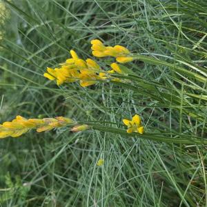 Photographie n°3227077 du taxon Genista sagittalis L. [1753]