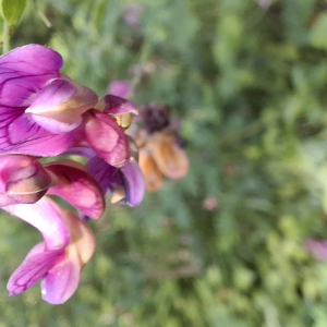 Photographie n°3227078 du taxon Lathyrus niger (L.) Bernh. [1800]