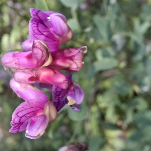 Photographie n°3227079 du taxon Lathyrus niger (L.) Bernh. [1800]