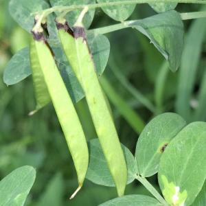 Photographie n°3227080 du taxon Lathyrus niger (L.) Bernh. [1800]