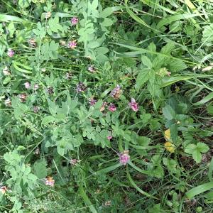 Photographie n°3227081 du taxon Lathyrus niger (L.) Bernh. [1800]